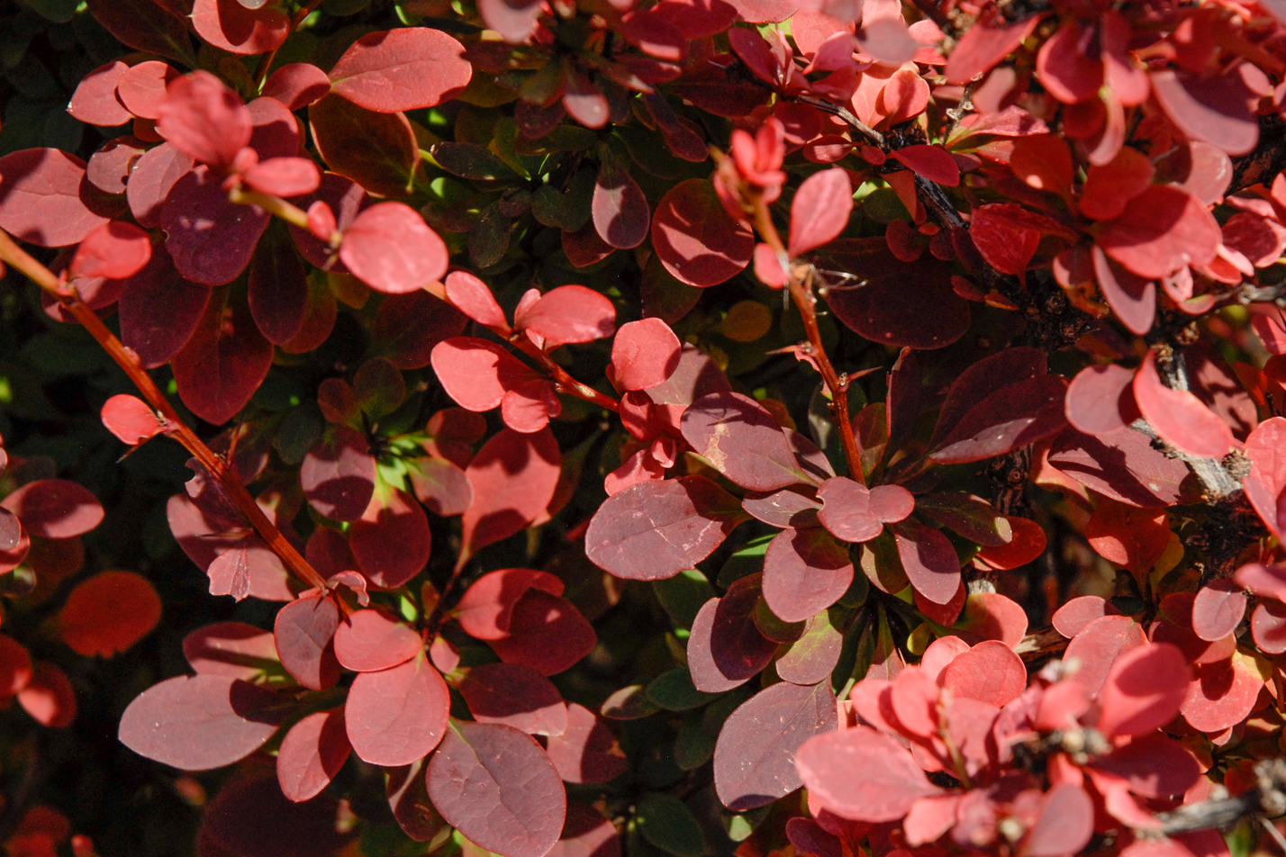 Rose Glow Japanese Barberry